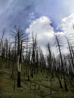 Burned Forest