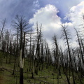 Burned Forest