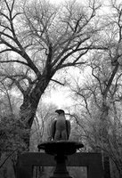 Eagle in Winter