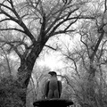 Eagle in Winter