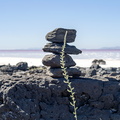 Stone and Weed