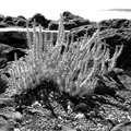 Winterfat - Krascheninnikovia lanata