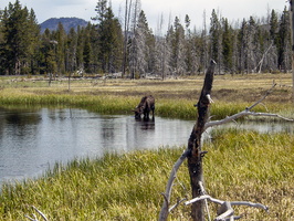 Thirsty Moose