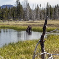 Thirsty Moose