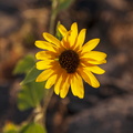 Brown Eyed Susan