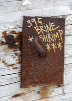 Brine Shrimp