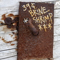 Brine Shrimp