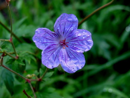 Purple Wild Flower