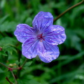 Purple Wild Flower