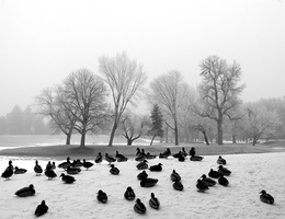 Ducks