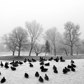 Ducks